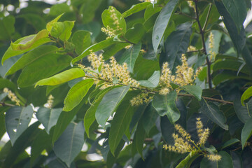Terminalia chebula black myrobalan tree and medicinal fruit