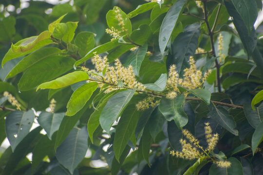 Terminalia chebula black myrobalan tree and medicinal fruit