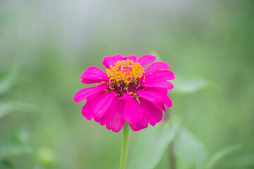Fototapeta premium Zinnia elegans pink zinnia flower blooming on slim stem