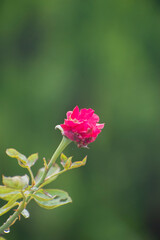 Rosa red rose flower blooming in garden light