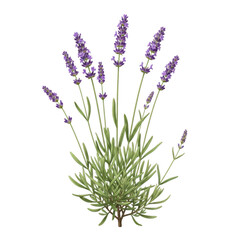Obraz premium A vibrant bunch of purple lavender flowers with green stems and leaves. isolated on transparent background