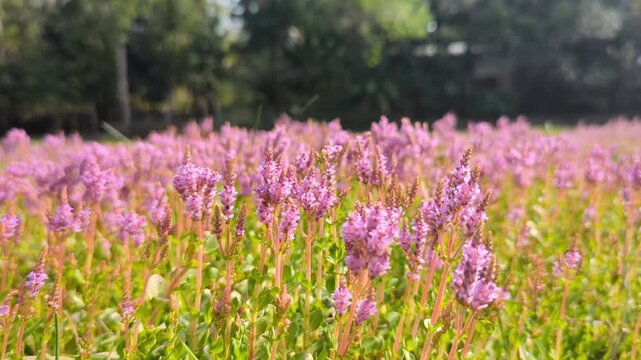 Cinematic 4K Tracking Shot Through Blooming Pink Rotala rotundifolia Field in Morning Sunlight Video