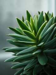 Fototapeta premium A detailed close-up of a vibrant green succulent plant, showcasing its textured leaves and intricate spiral growth pattern against a soft, blurred background.