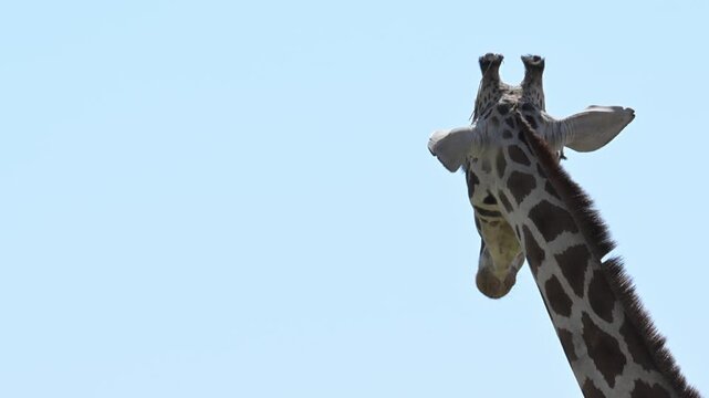 Close-up of a giraffe's head chewing its food.