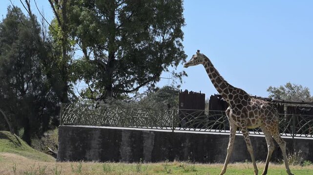 giraffe walking in the grassland.