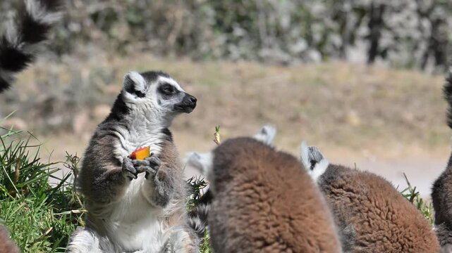 group of lemurs eating papaya