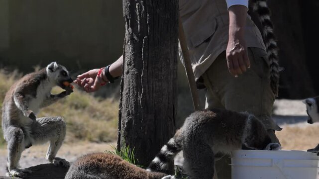  lemur eating papaya from a person's hand.