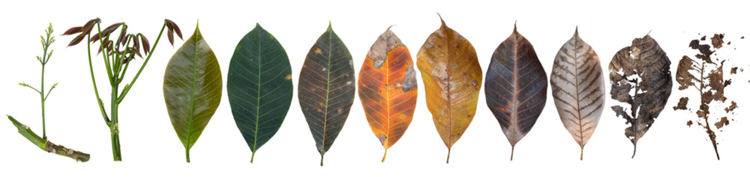 Cycle of para rubber leaves from the beginning of sprouting to drying and decaying.