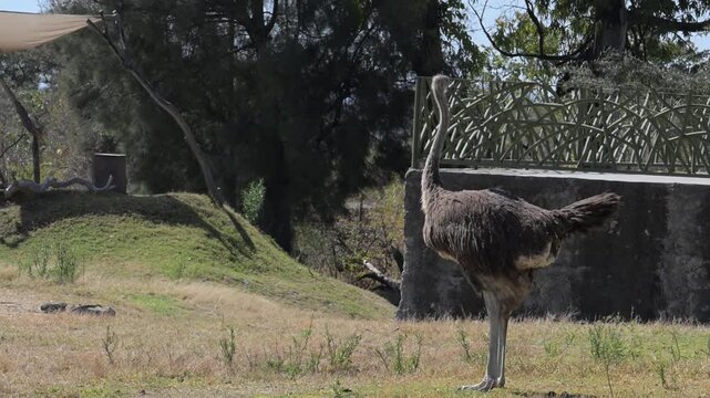 strich defecating in its habitat.