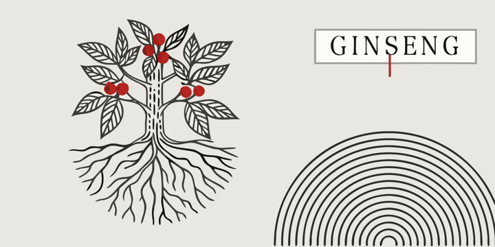 Illustration of a ginseng plant with red berries and detailed root system