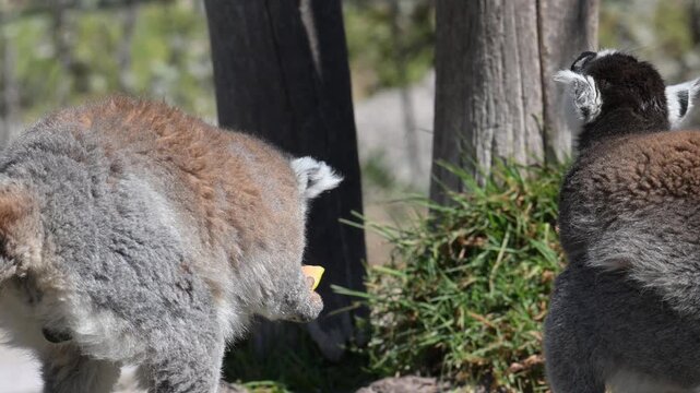 air of lemurs eating papaya, back view.