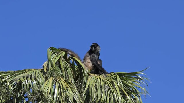 spider monkey (Ateles) at the top of a tree.