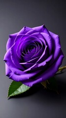 A vibrant, digitally rendered purple rose with detailed petals and a single green leaf, set against a gray gradient background