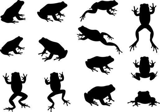 Silhouette Illustration Collection of Different Poses Frog Amphibian Wildlife Animal
