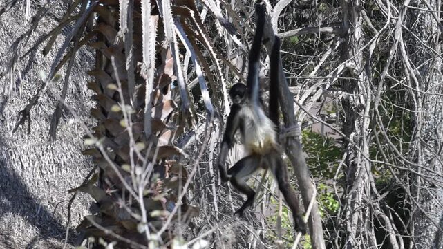  spider monkey rapidly swinging from branch to branch