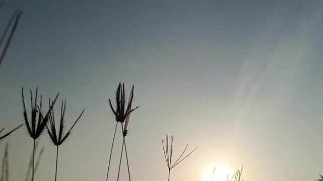 Silhouette of wild grass flowers like Chloris Virgata or Finger Grass in the sky at sunrise or sunset moment. Suitable for background scenes with themes of nature, peacefulness, or relaxation.