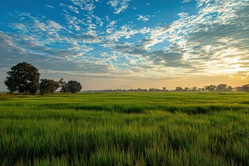 Vibrant Green Field Under Cloudy Blue Sky at Sunset with Golden Sunlight and Shadow Patterns on Landscape