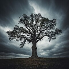 A tree symbolizes stability grounding or the strength that comes