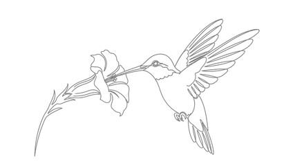 Obraz premium Hummingbird Feeding on Flower in Flight, Line Art Illustration