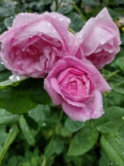 Rose after rain. The rose buds in the drops.