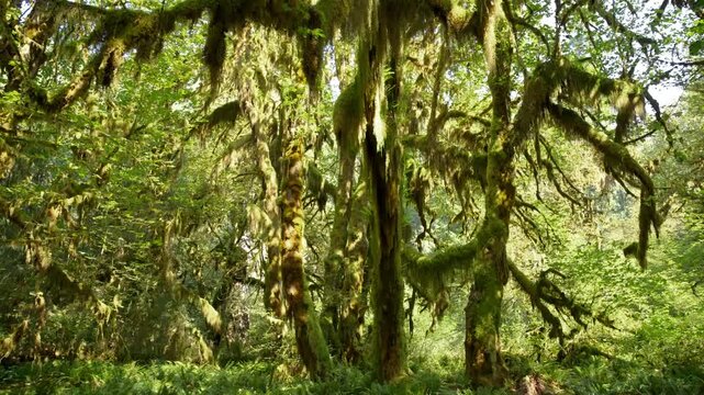 Big leaf maple trees in the Hoh Rainforest in Olympic National Park, Washington.