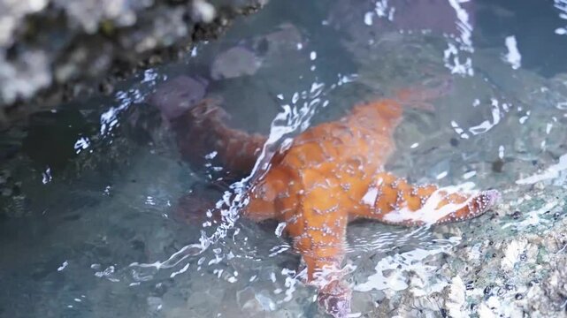Close up of slow motion wave rushing over orange starfish in Olympic National Park, Washington.