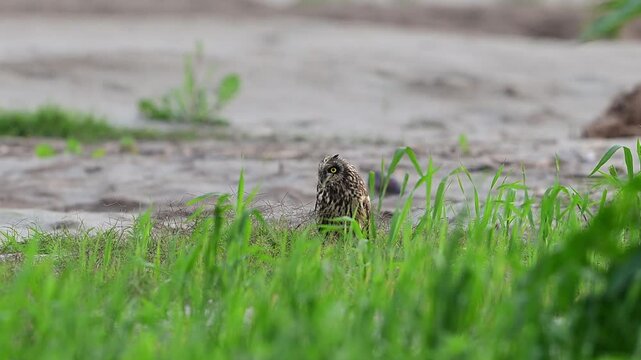 Short eared owl rests on sandy riverside showing camouflage balance alert posture and quiet daytime stillness