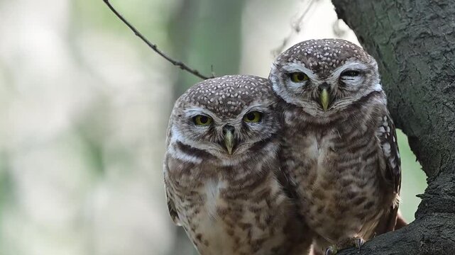 Spotted owlet family perched closely expresses unity and trust