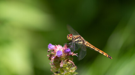 花に止まるトンボ  © rai