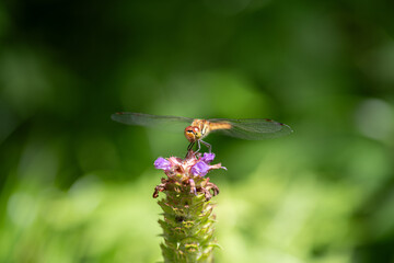 花に止まるトンボ  © rai