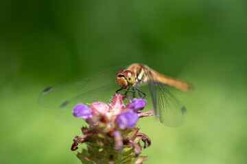 花に止まるトンボ  © rai