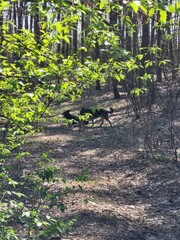 Black Dog Walking Through Spring Forest