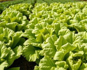 rows of lettuce