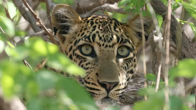A leopard peers through foliage, its eyes fixated on the viewer, capturing an intense gaze