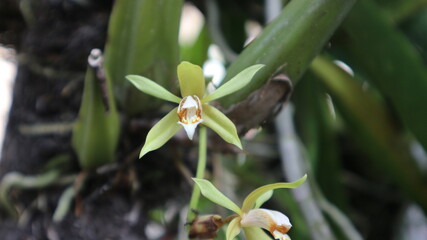Obraz premium green orchid flower Coelogyne rochussenii wild orchid still on the garden