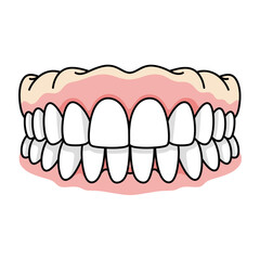 Illustration of human teeth and gums a dental depiction © Vector Hub24