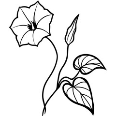 Saltmarsh Morning Glory vine featuring heart-shaped leaves and beautiful purple blooms, vector illustration. © Tohidul