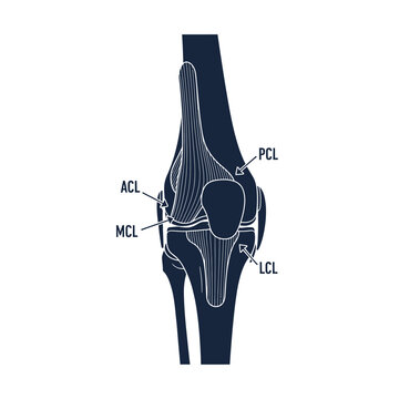 Anatomical illustration of a human knee joint with labeled ligaments