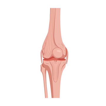 Anatomical illustration of a human knee joint detailed and isolated