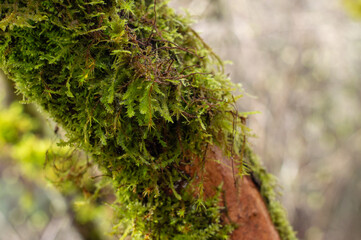 Vibrant green moss growing on the bark of a forest tree in the Pacific Northwest. © VanInt