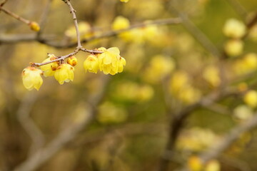 日本の初春の花、ロウバイ
