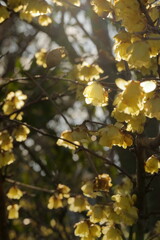 日本の初春の花、ロウバイ