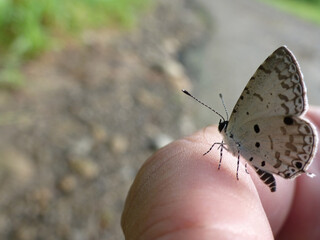 Obraz premium Delicate Butterfly Perched On Human Finger