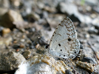 Blue Butterfly Perched On Rocky Surface