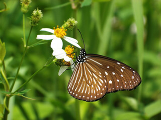Brown Butterfly With White Spots On Flower