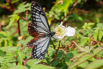 Black And White Butterfly On White Flower © Kit Leong
