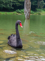 Obraz premium Black Swan With Red Beak In Green Lake
