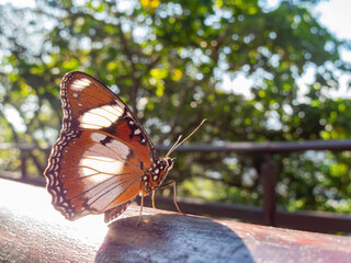 Sunlit Butterfly Perched On Wooden Rail
