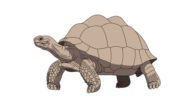 A realistic illustration depicts a large, light brown tortoise with a textured shell and scaly skin walking in profile on a white background.