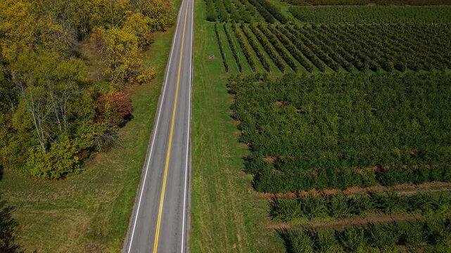 Aerial view of straight rural road dividing autumn forest and apple orchard in USA, top down composition emphasizing symmetry, agriculture, transport infrastructure and countryside landscape